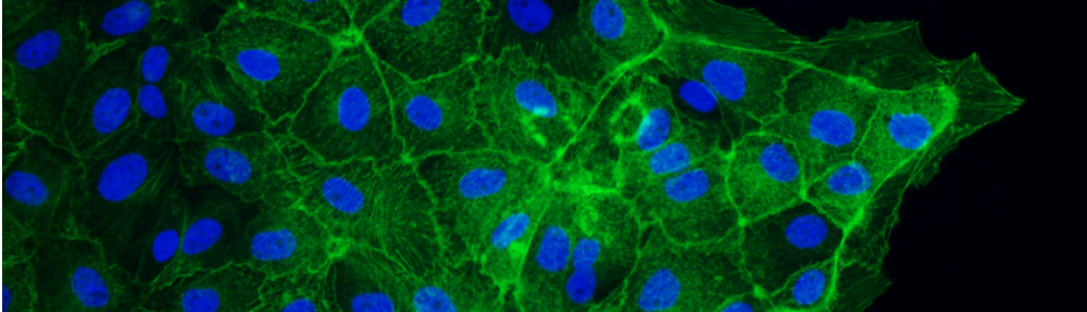 Bioscritto Scientific Editing